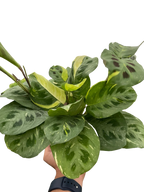 Maranta Variegated Beauty Kim