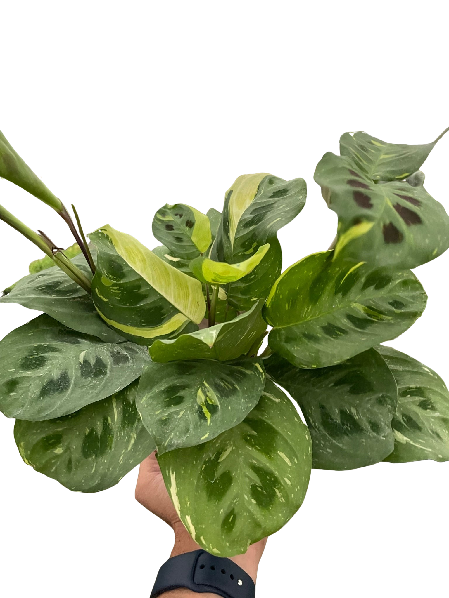 Maranta Variegated Beauty Kim