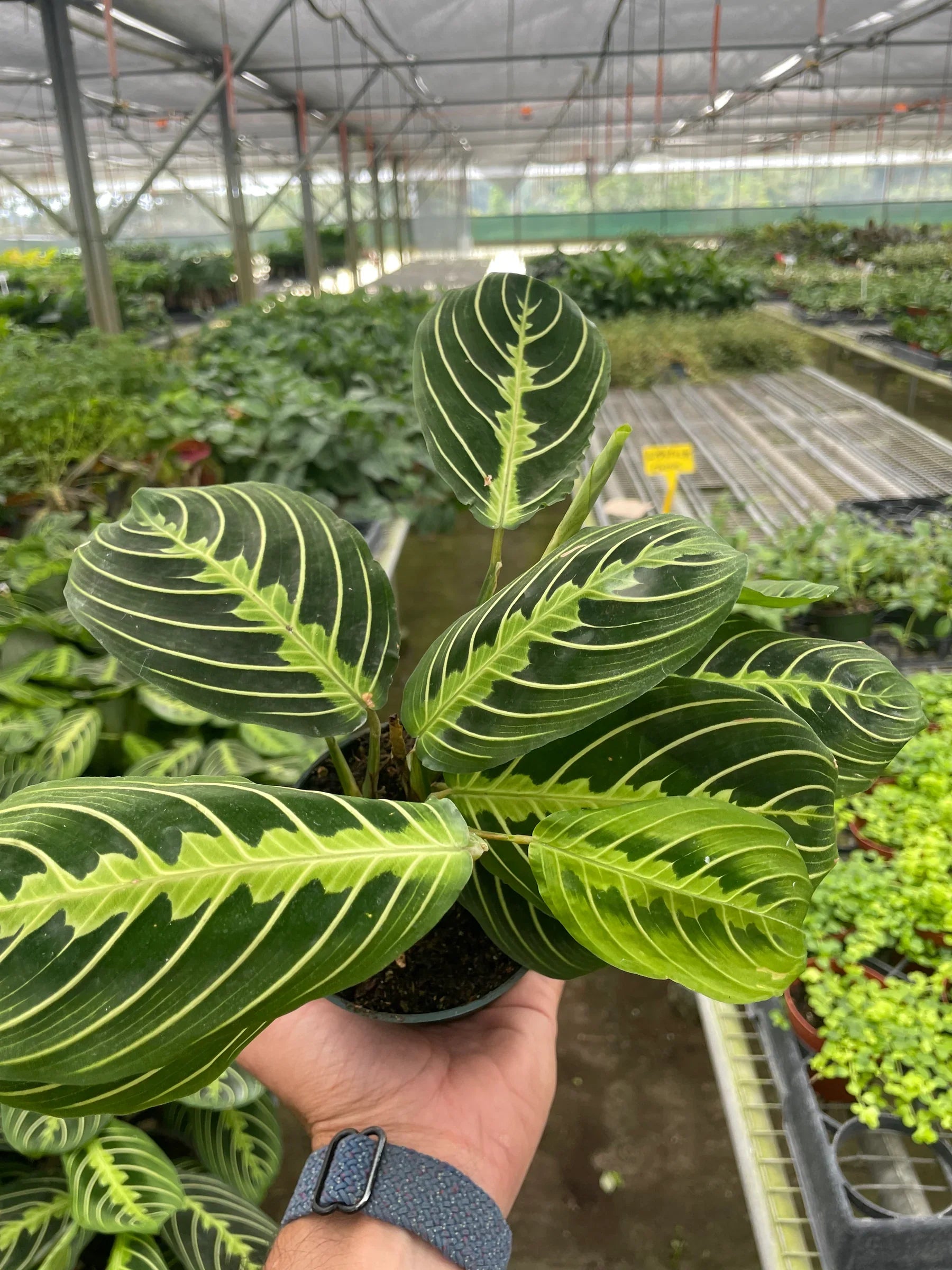 Maranta Lemon Lime