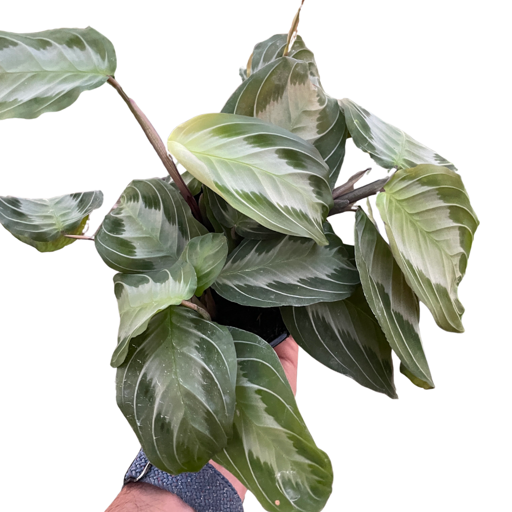 Maranta Silver Band