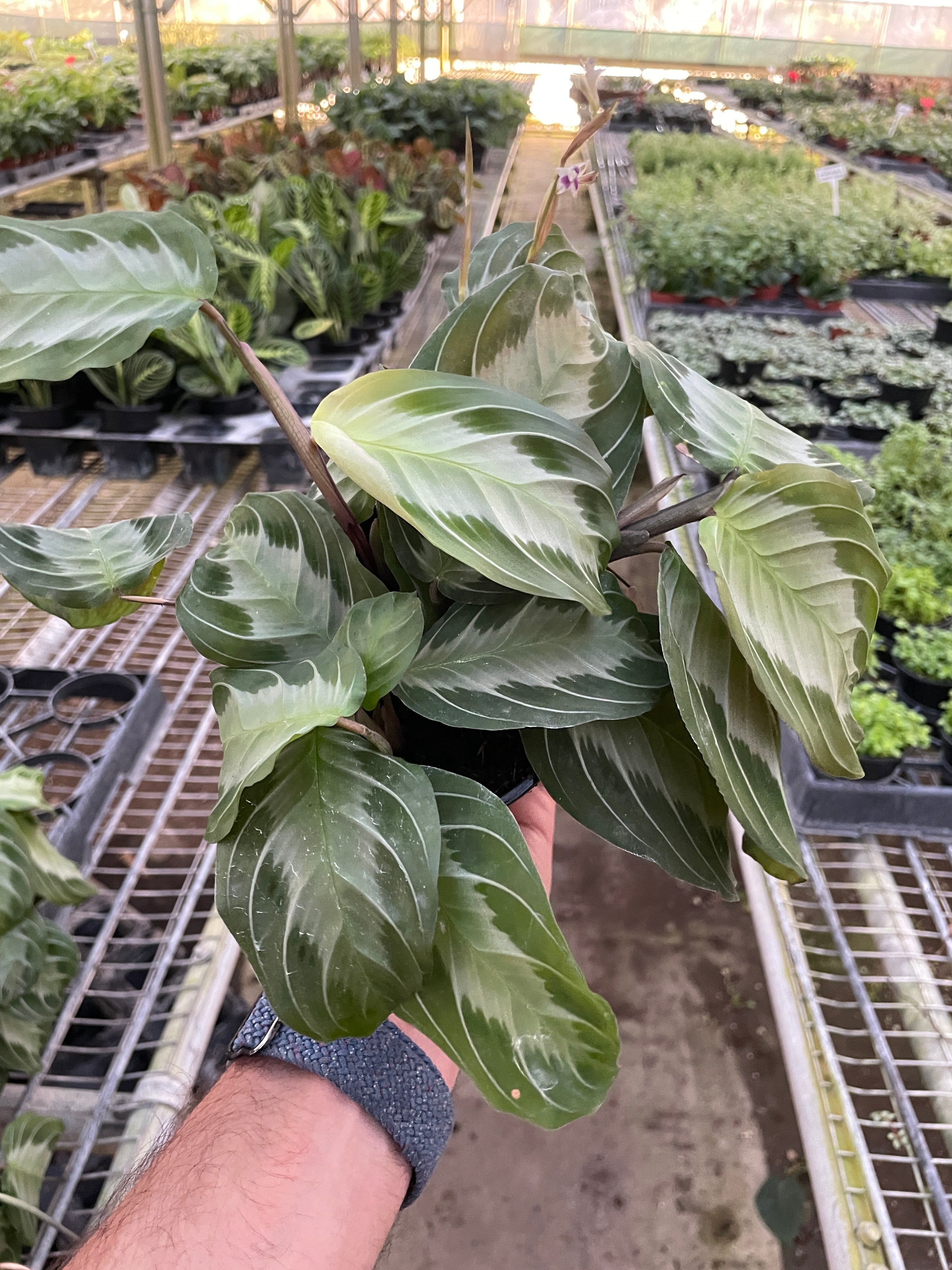 Maranta Silver Band