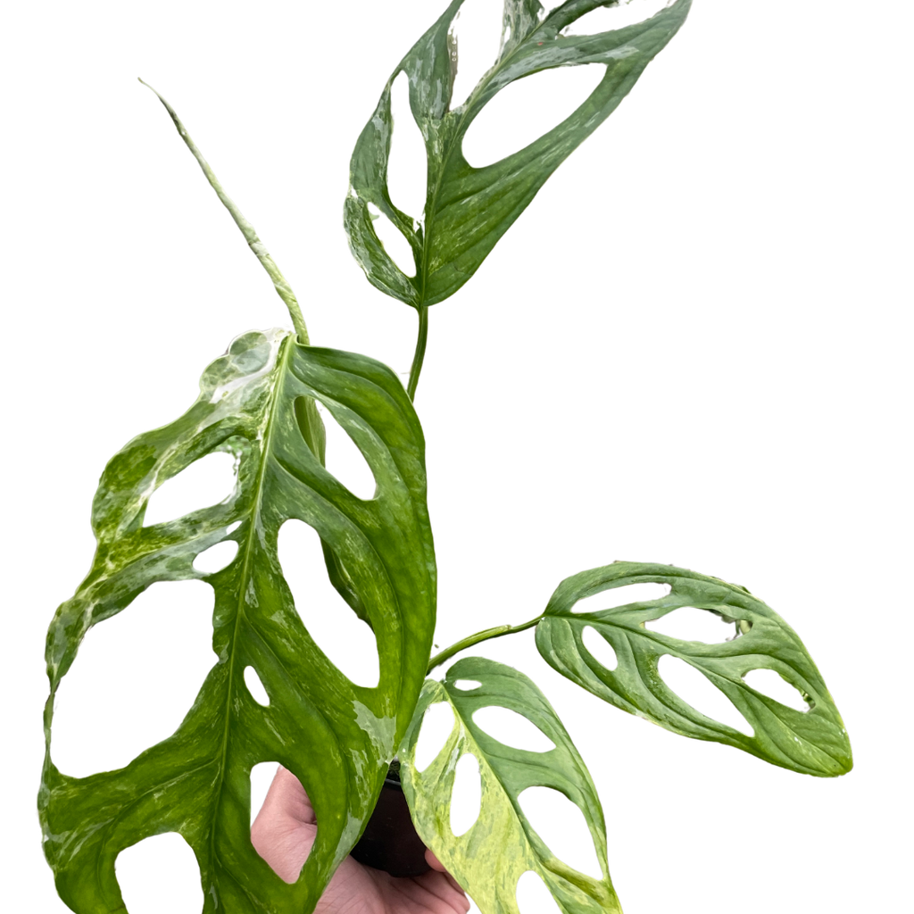 Monstera Adansonii Swiss Cheese Variegated