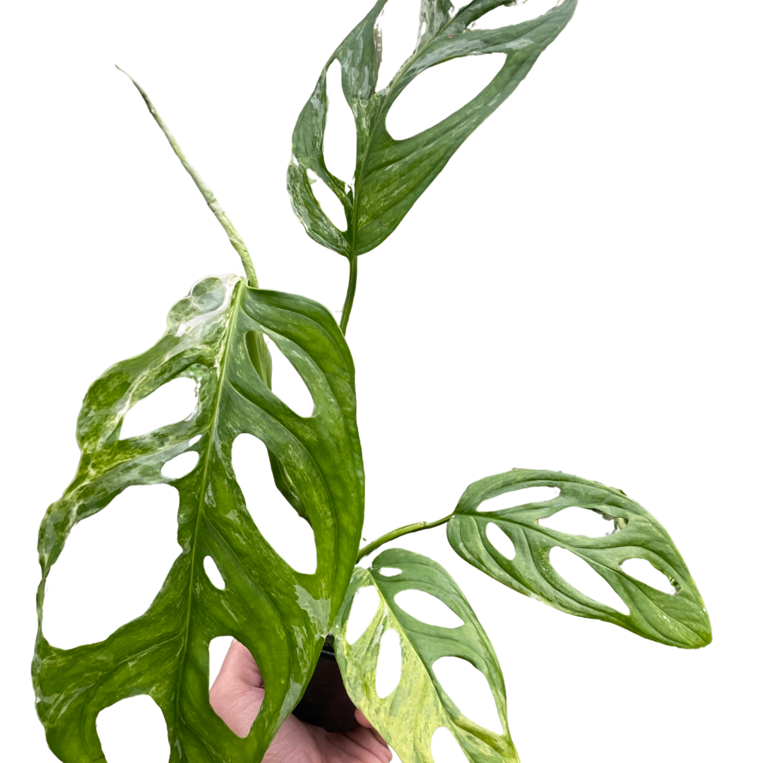 Monstera Adansonii Swiss Cheese Variegated