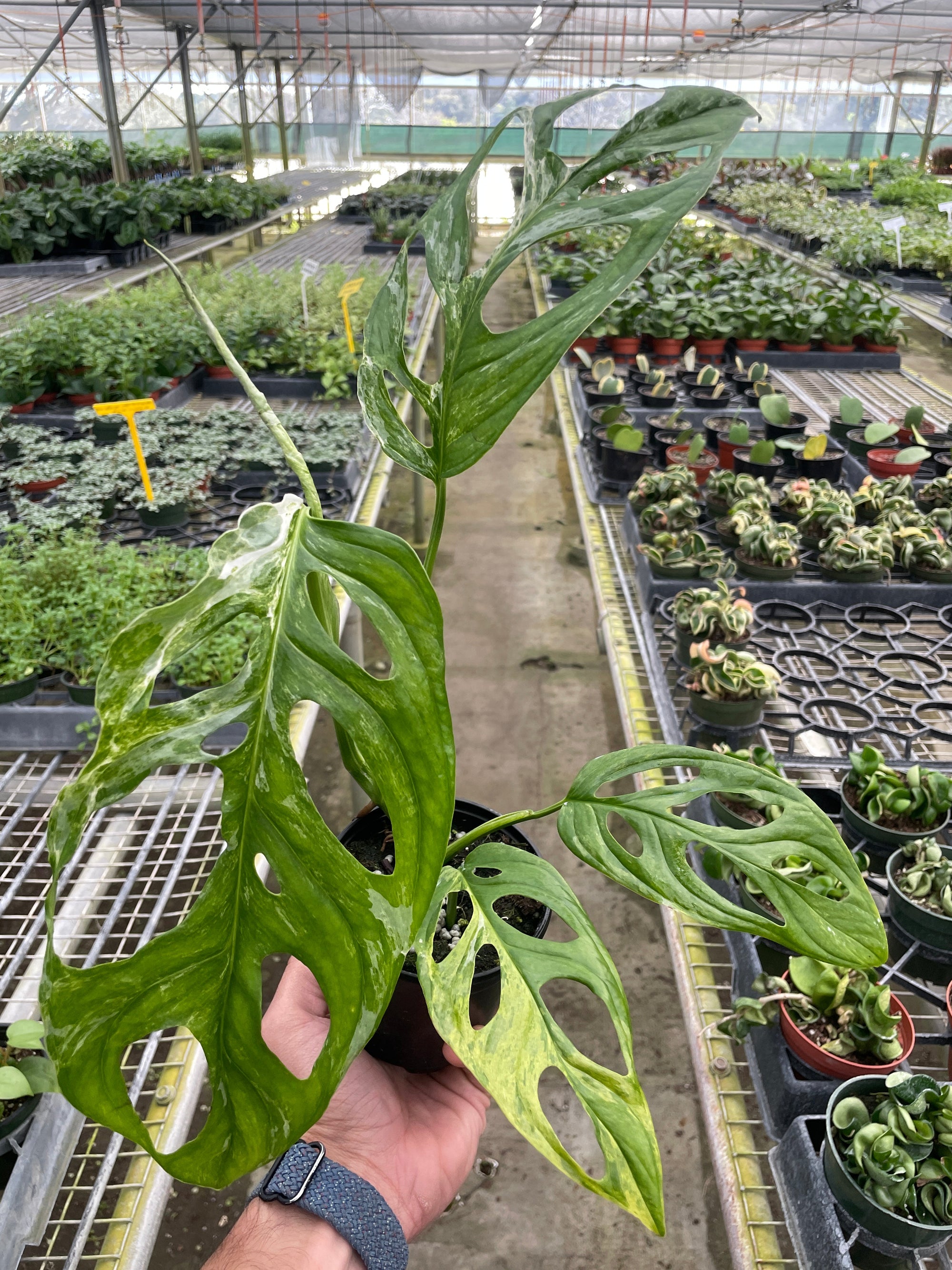 Monstera Adansonii Swiss Cheese Variegated
