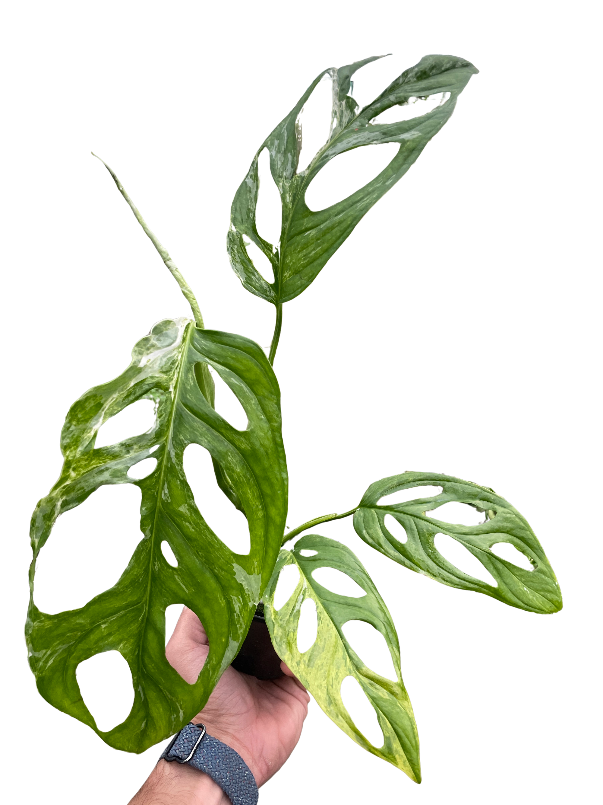 Monstera Adansonii Swiss Cheese Variegated