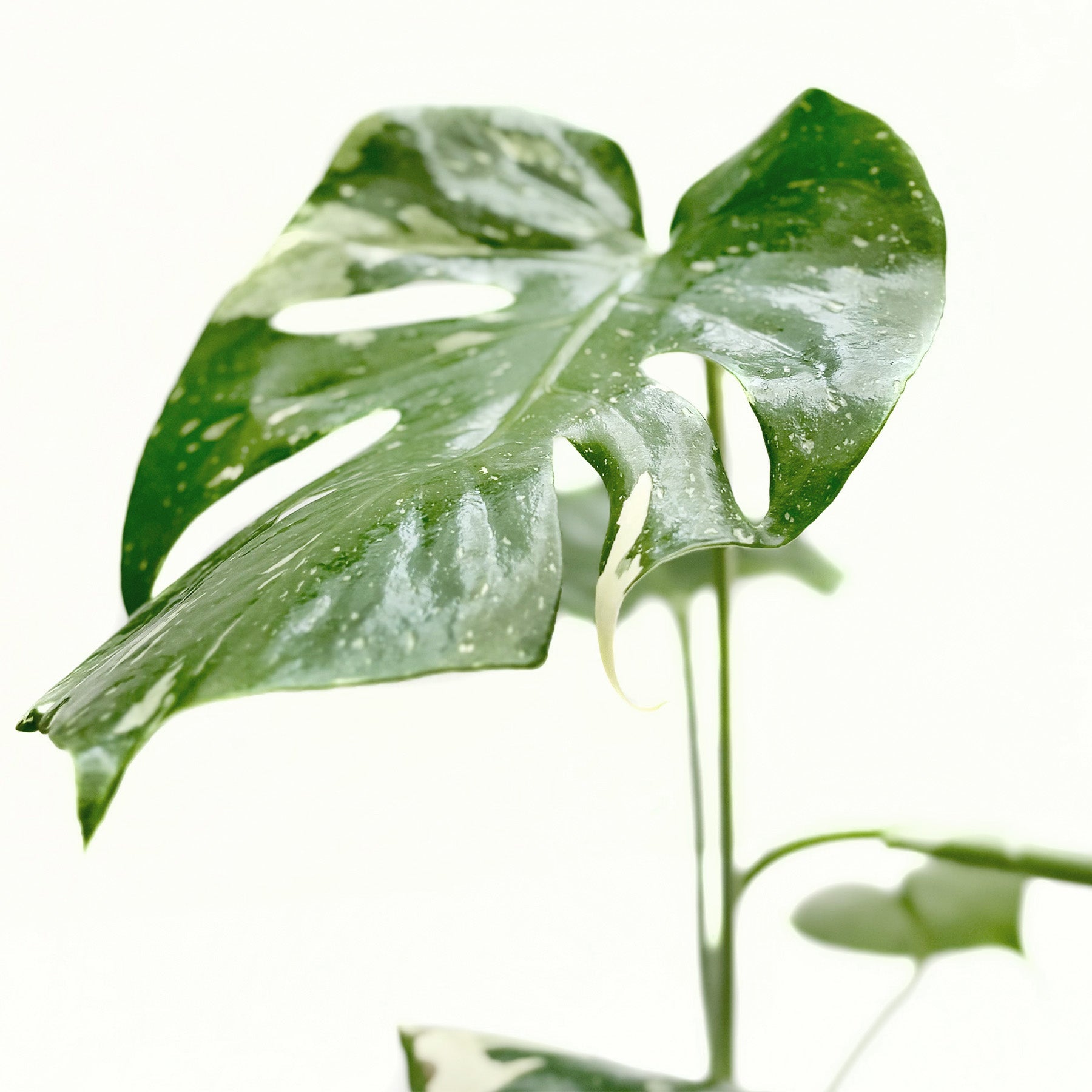 Monstera Thai Constellation
