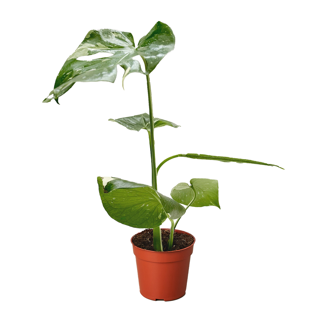 Monstera Thai Constellation
