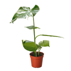 Monstera Thai Constellation