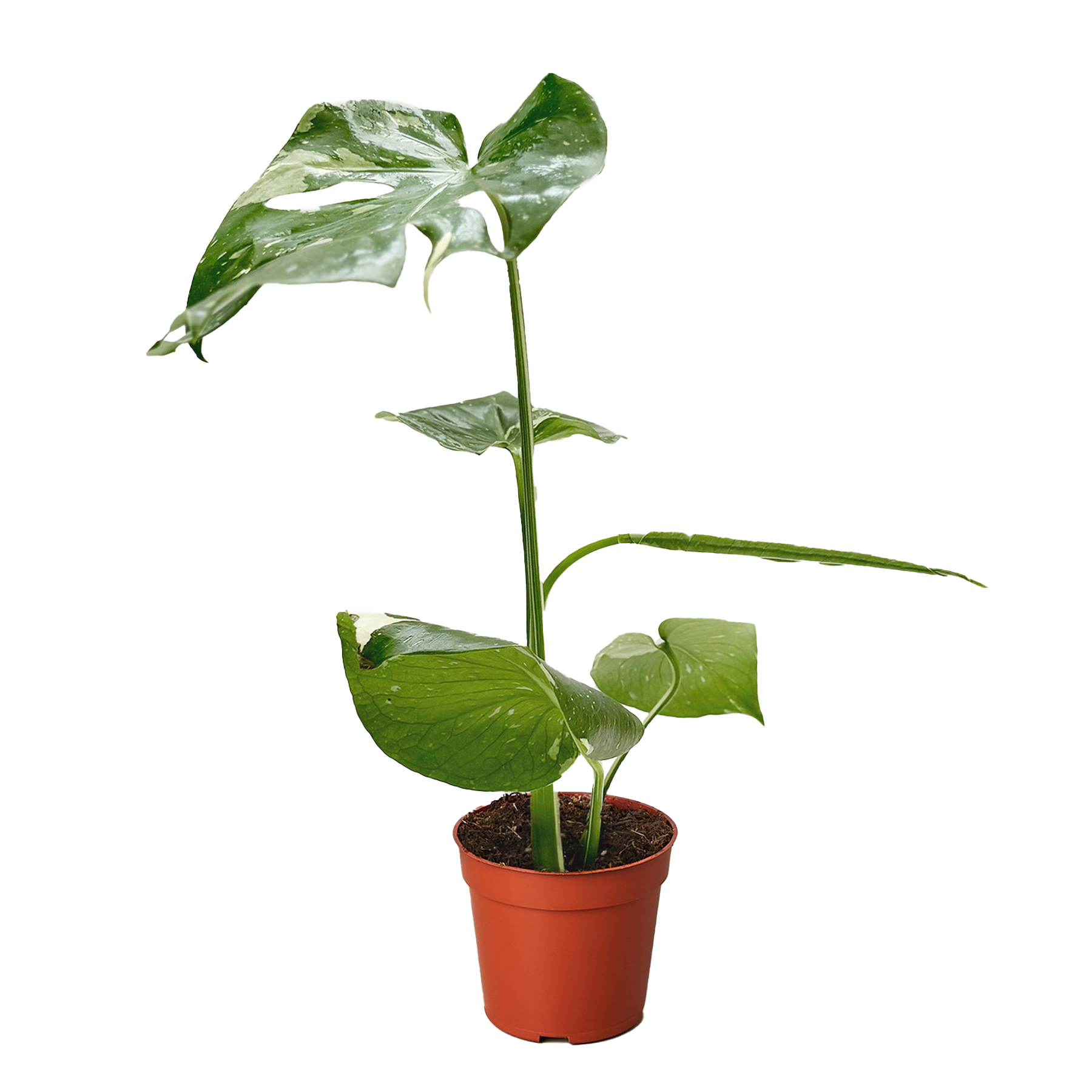 Monstera Thai Constellation