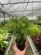 Norfolk Island Pine