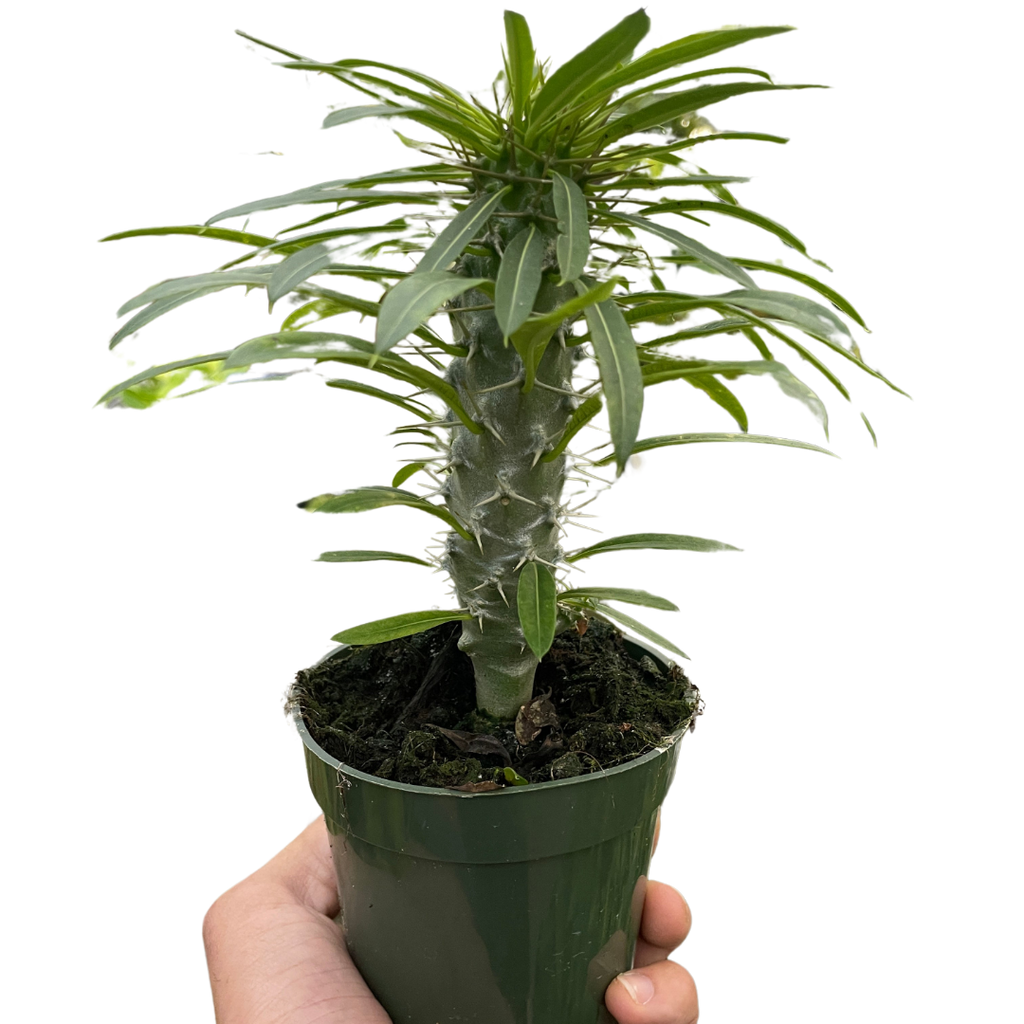 Pachypodium Lamerei Madagascar Palm