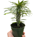 Pachypodium Lamerei Madagascar Palm