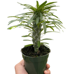 Pachypodium Lamerei Madagascar Palm