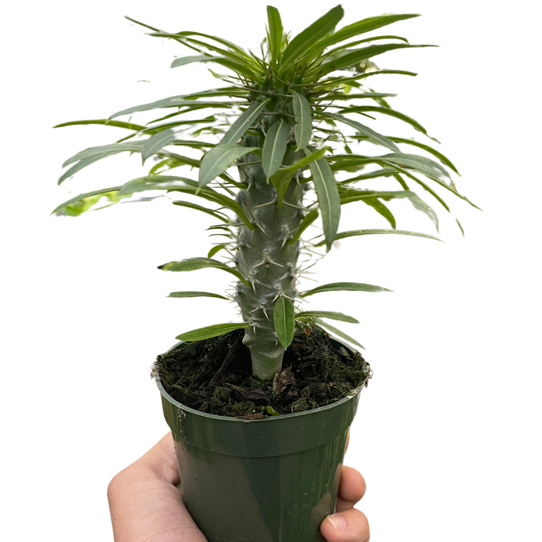 Pachypodium Lamerei Madagascar Palm