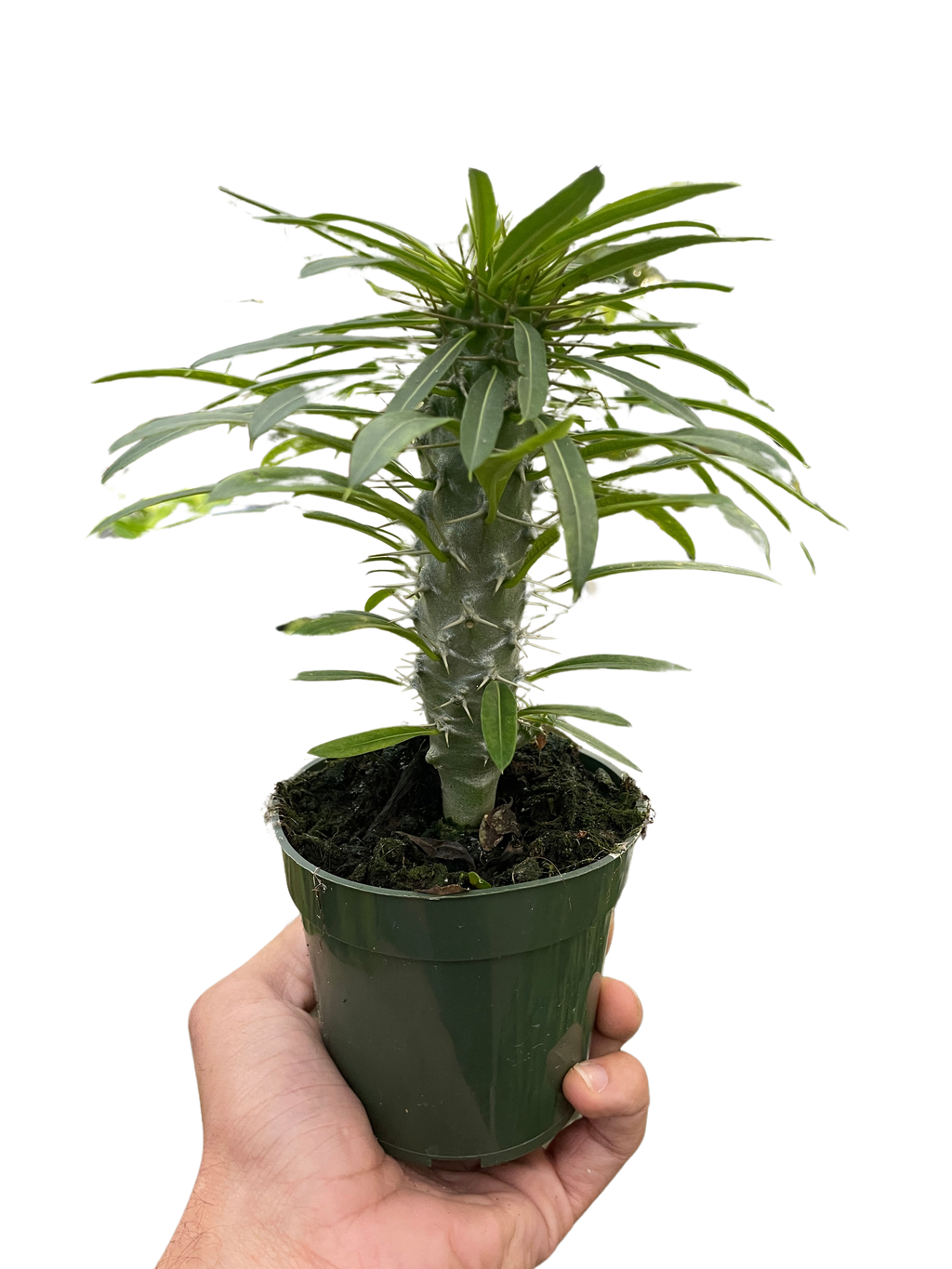 Pachypodium Lamerei Madagascar Palm