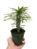 Pachypodium Lamerei Madagascar Palm