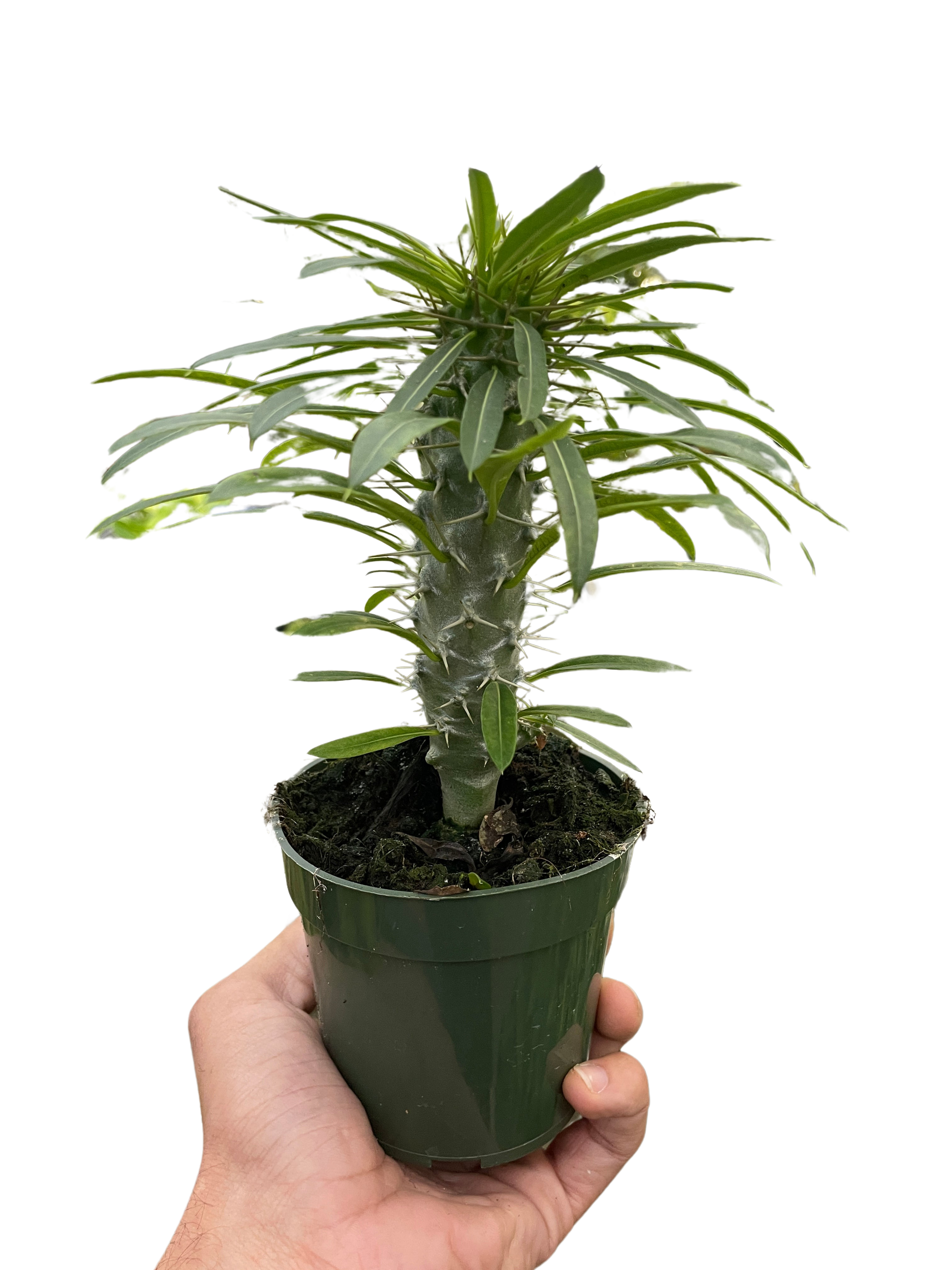 Pachypodium Lamerei Madagascar Palm