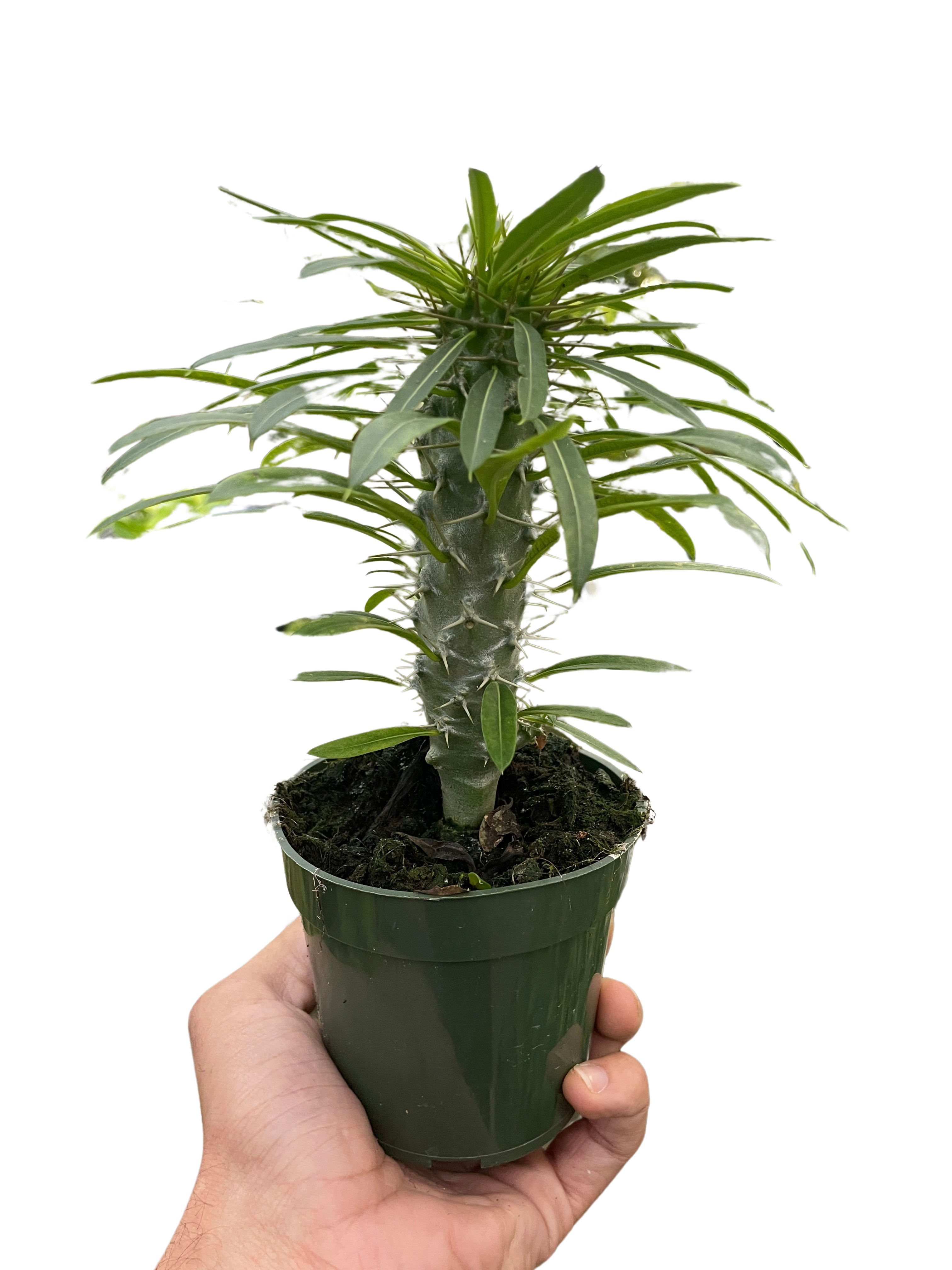 Pachypodium Lamerei Madagascar Palm