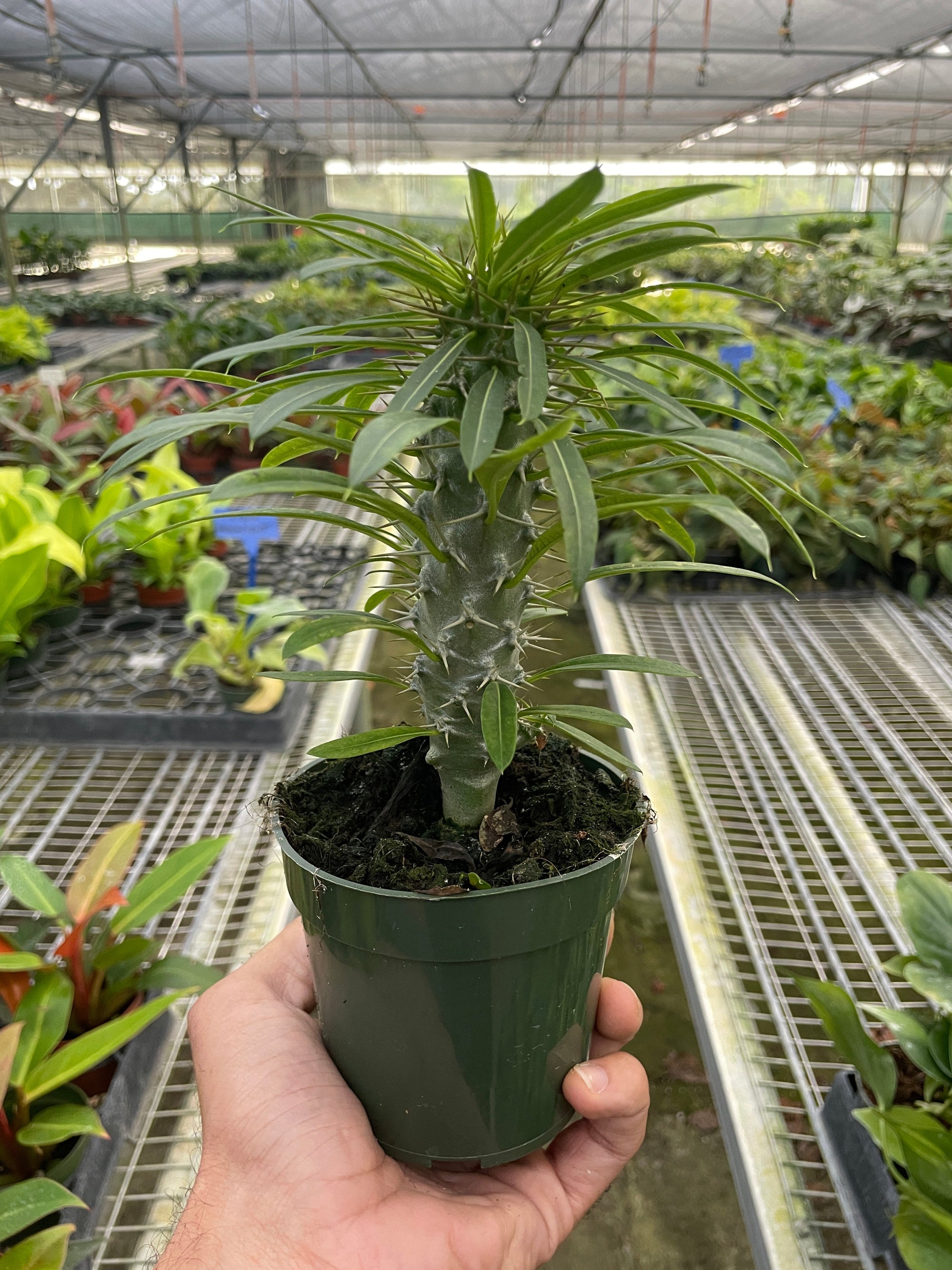 Pachypodium Lamerei Madagascar Palm