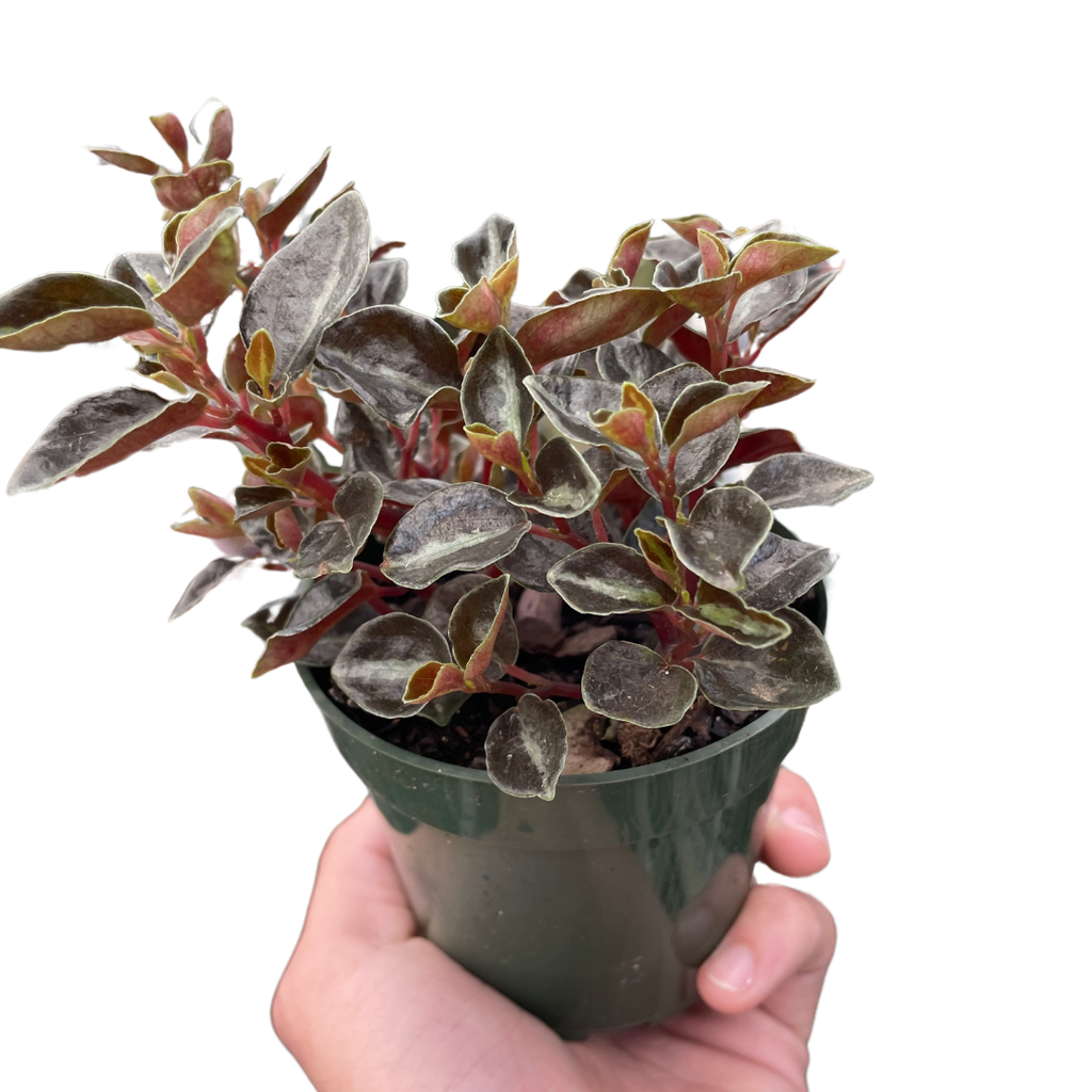 Peperomia Metallica