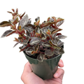 Peperomia Metallica