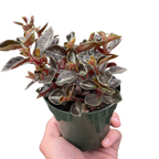 Peperomia Metallica