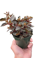 Peperomia Metallica