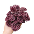 Peperomia Ripple Red
