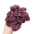 Peperomia Ripple Red
