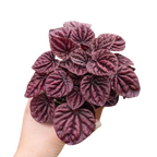 Peperomia Ripple Red