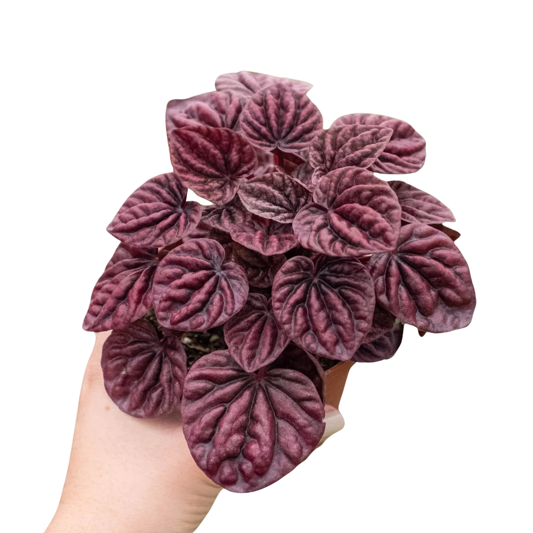 Peperomia Ripple Red