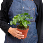Philodendron Atom