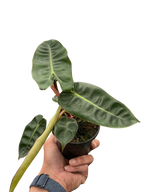 Philodendron Billietiae