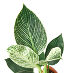 Philodendron Birkin