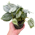 Philodendron Brandi