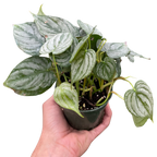 Philodendron Brandi