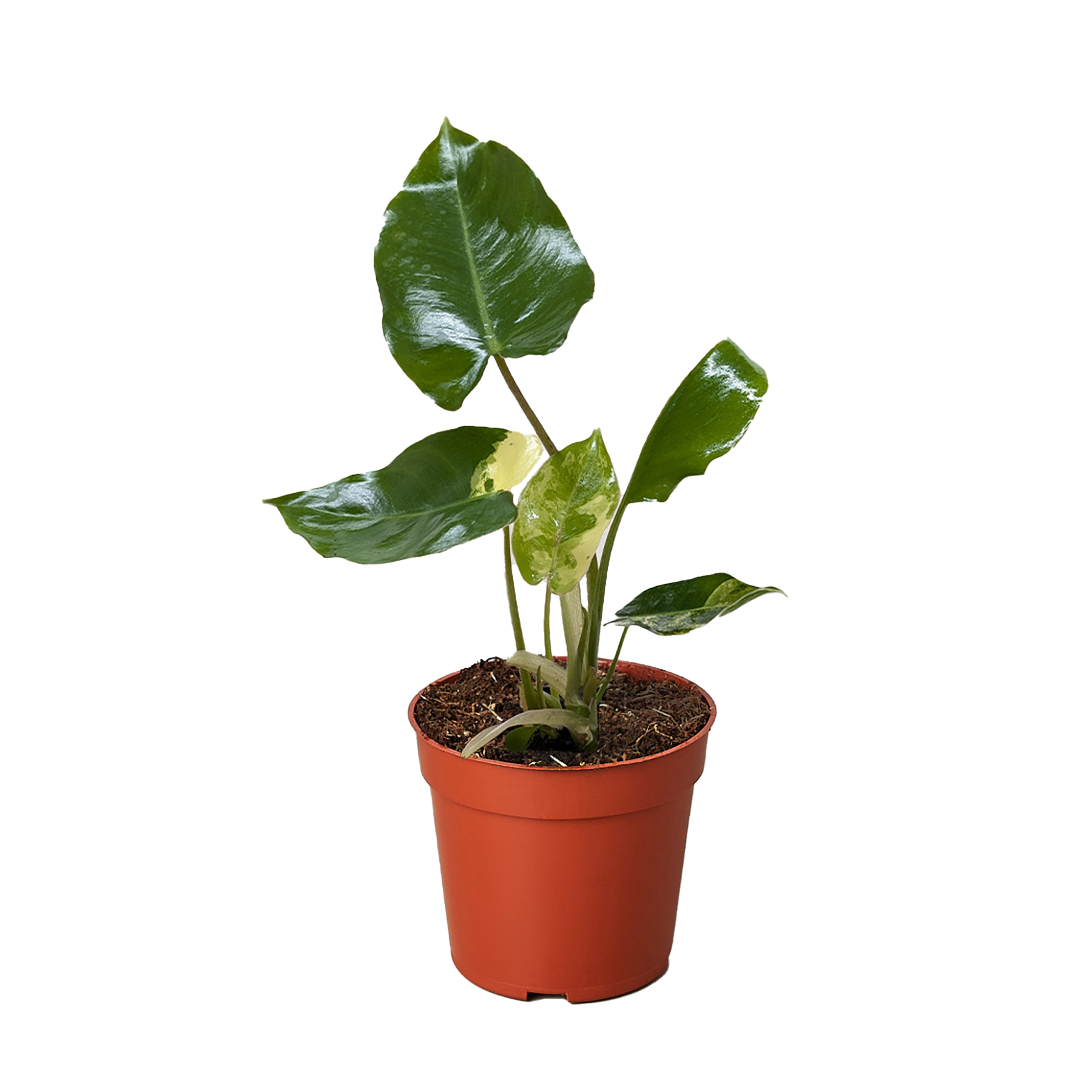 Philodendron Burle Marx Albo