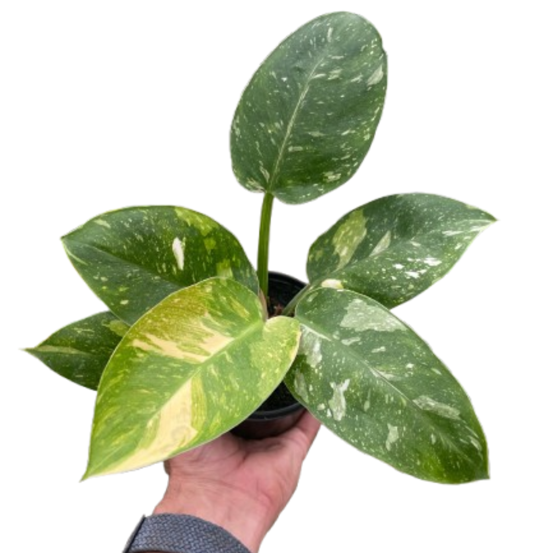 Philodendron Congo Nuclear
