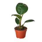 Philodendron Congo Rojo