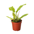 Philodendron Golden Crocodile