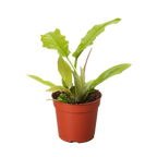 Philodendron Golden Crocodile
