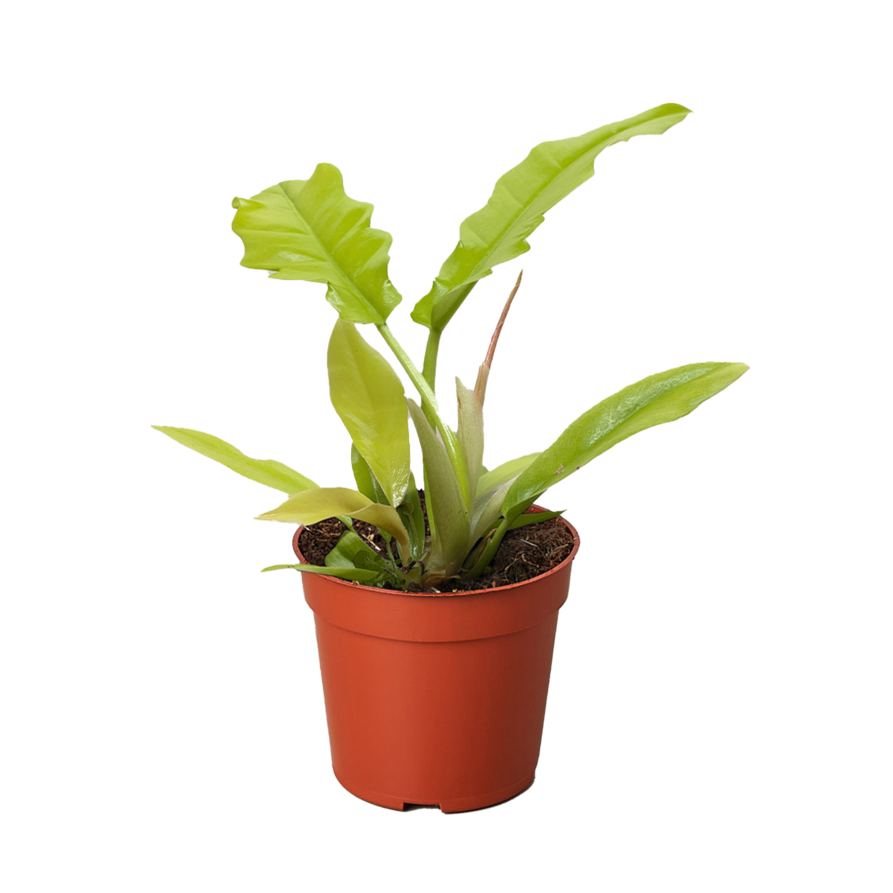 Philodendron Golden Crocodile