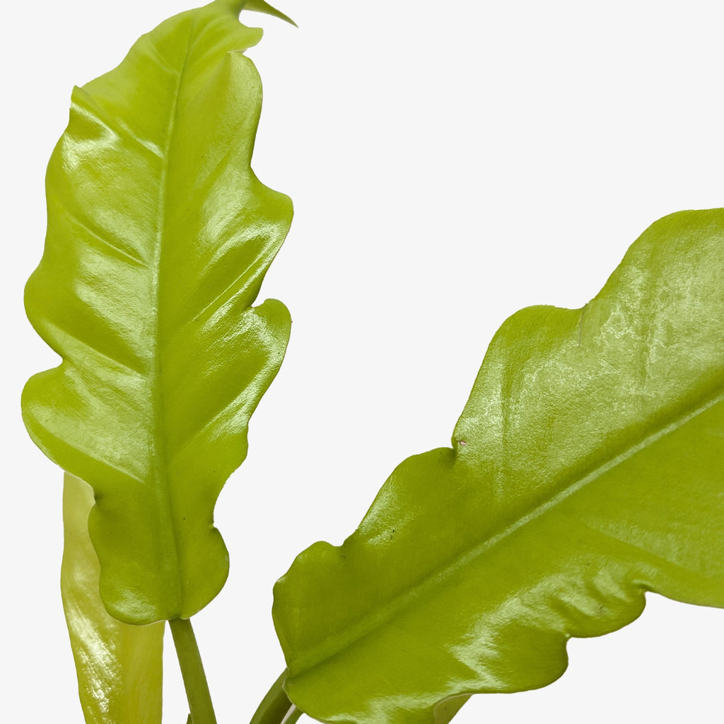 Philodendron Golden Crocodile