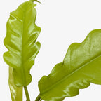 Philodendron Golden Crocodile