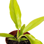 Philodendron Ring Of Fire Gold