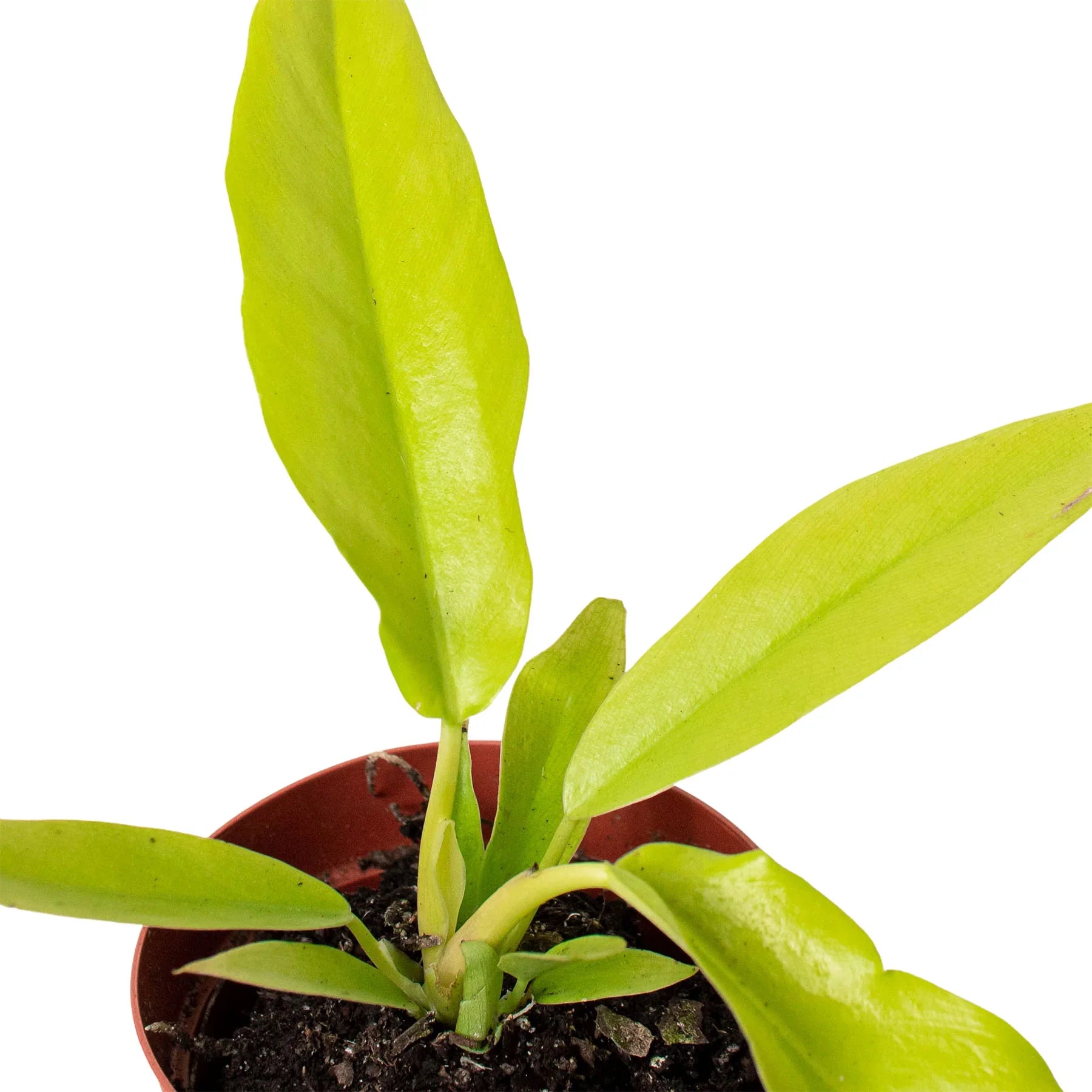 Philodendron Ring Of Fire Gold