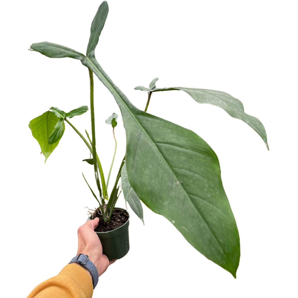 Philodendron Joepii