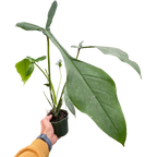 Philodendron Joepii