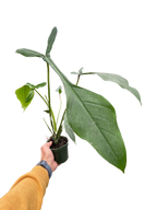 Philodendron Joepii