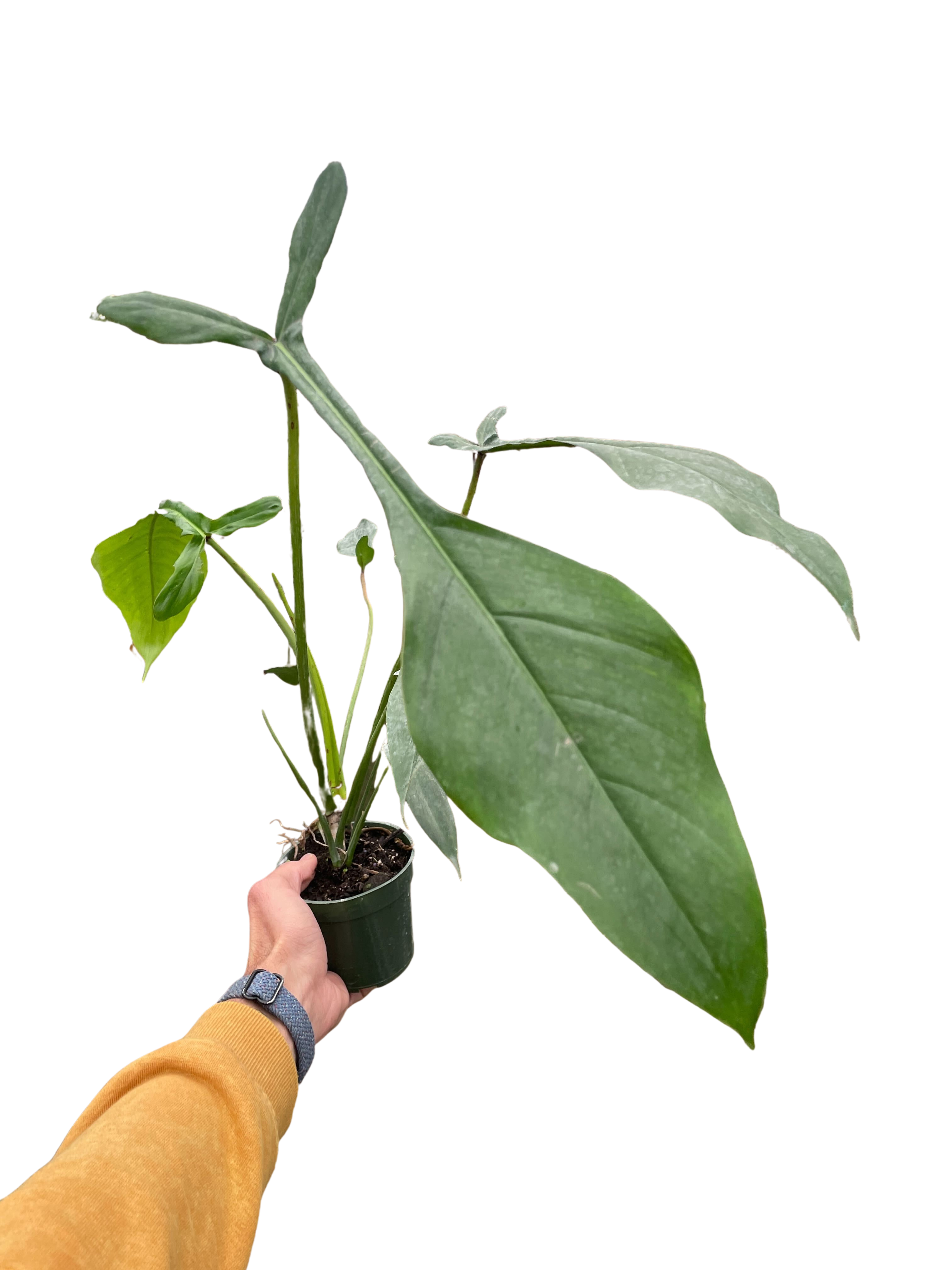 Philodendron Joepii